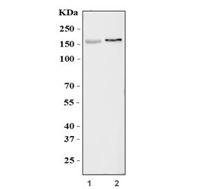 Anti-KCNH2 / ERG-1