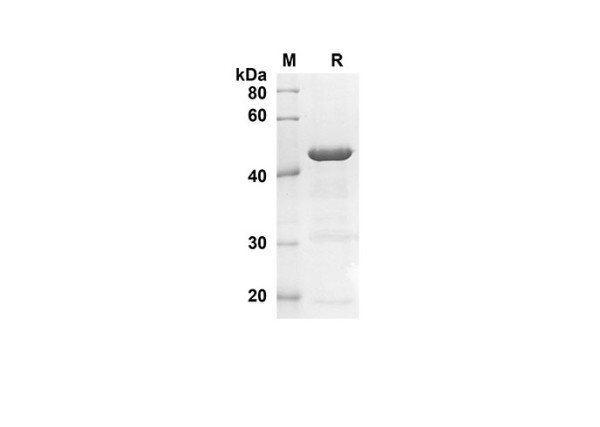 LGALS7 Protein (Sumo Tag) (recombinant human)