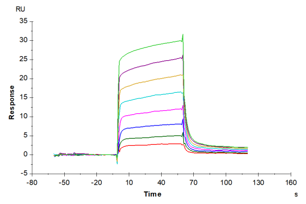 Human ACVR1B/Activin RIB Protein