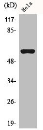 Anti-CHRNA3