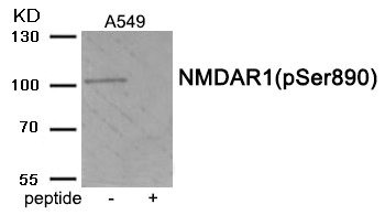 Anti-Phospho-GRIN1 (Ser890)