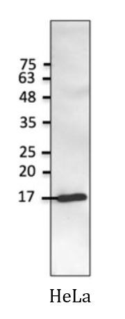 Anti-gamma Synuclein