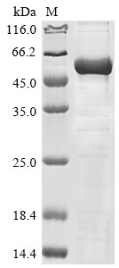 Lanosterol 14-alpha demethylase (cyp51), Mycobacterium tuberculosis, recombinant