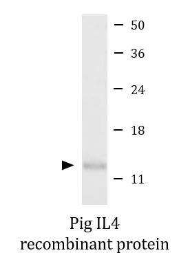 Pig IL4 recombinant protein (Active)