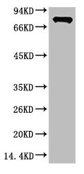 Anti-Luciferase Monoclonal