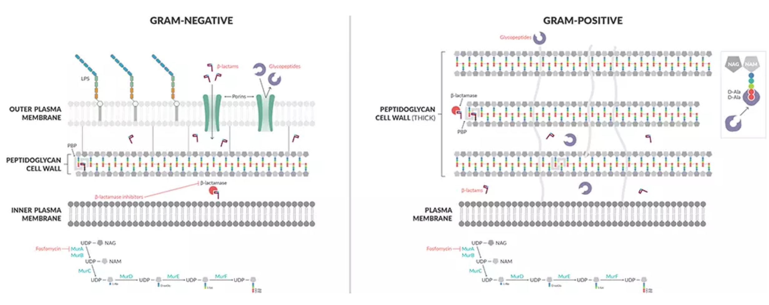 Antibiotics-Cell-wall