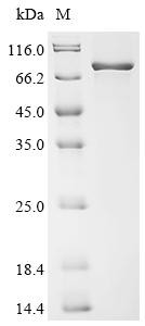 Protein-arginine deiminase type-2 (Padi2), mouse, recombinant