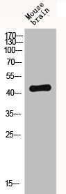 Anti-CXCR4