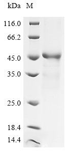 Membrane cofactor protein (CD46), partial, human, recombinant