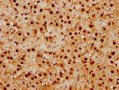 Anti-SUMO1 Recombinant Monoclonal, clone 5G3