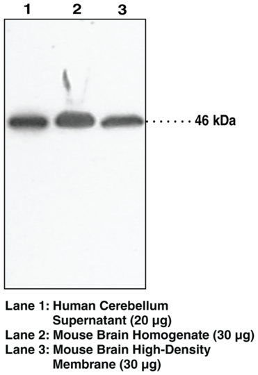 Anti-NAPE-PLD (Internal)