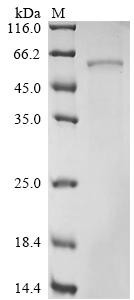 Glucose-6-phosphate isomerase (Gpi), rat, recombinant