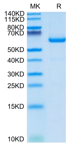 Mouse CD73/NT5E Protein