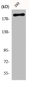 Anti-Phospho-WNK1 (T60)