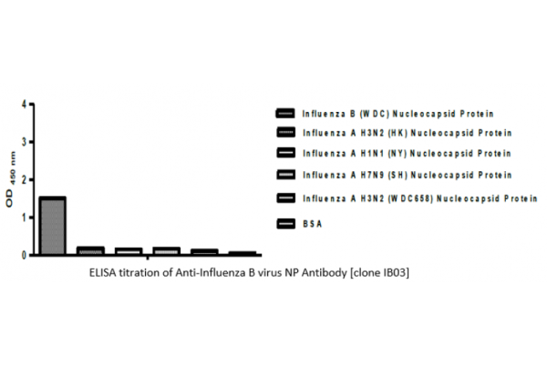 Anti-Influenza B virus NP Antibody [clone IB03]