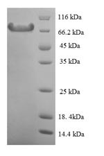 Calpain-1 catalytic subunit (Capn1), mouse, recombinant