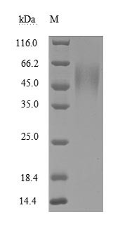 ICOS ligand (ICOSLG), partial (Active), human, recombinant