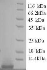 Pro-glucagon (GCG), partial, human, recombinant