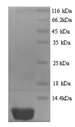 C-X-C motif chemokine 10 (CXCL10), human, recombinant