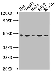 Anti-FNTB Recombinant Monoclonal, clone 5H4