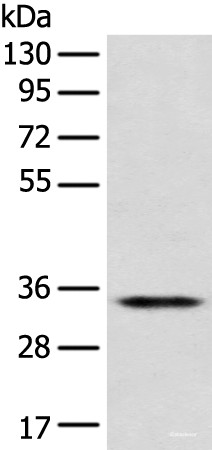 Anti-CD1D