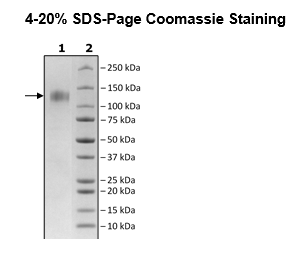 Spike S1 (K417T, E484K, N501Y), Avi-His-Tag, Biotin-Labeled (SARS-CoV-2)