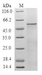 5-Hydroxytryptamine receptor 1F (HTR1F), human, recombinant