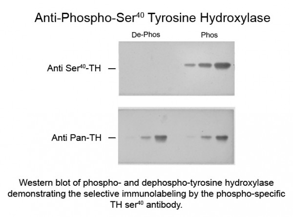 Anti-phospho-Tyrosine Hydroxylase (Ser40)