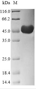 Actin, cytoplasmic 1 (ACTB), Cricetulus griseus, recombinant