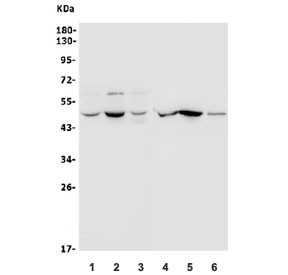 Anti-ACTR3 / Arp3