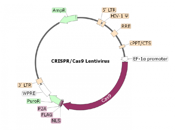 PD-L1 CRISPR/Cas9 Lentivirus (Non-Integrating)