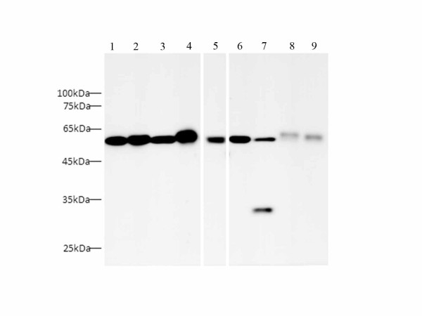 Anti-HRP-conjugated beta Tubulin, clone 2E8-2