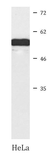 Anti-CUG-BP2