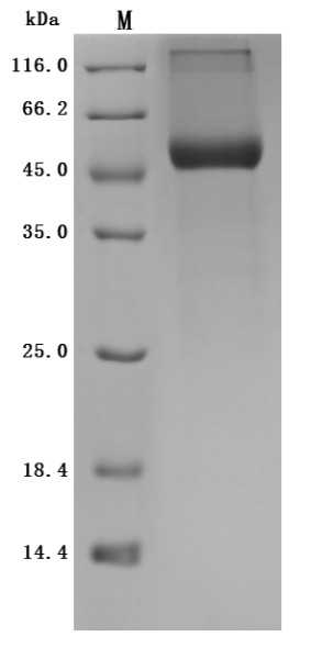 Retinol-binding protein 4 (Rbp4) (Active), mouse, recombinant