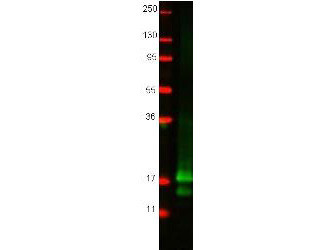 Anti-Chicken Interferon Gamma