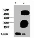 Anti-Tri-methyl-Histone H3(K79) Monoclonal