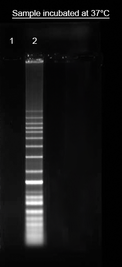 Helixyte(TM) iFluor(R) 647 Nucleic Acid Labeling Dye