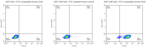 FITC-Compatible Human CD19 Protein