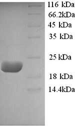 Interleukin-10 (IL10), sheep, recombinant