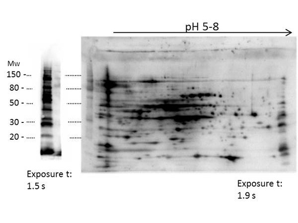 Anti-Low Molecular Weight Proteins Host Cell Protein (HCP)