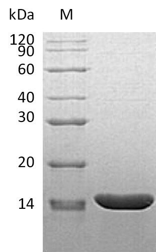 Tumor necrosis factor (Tnf), partial (Active), mouse, recombinant