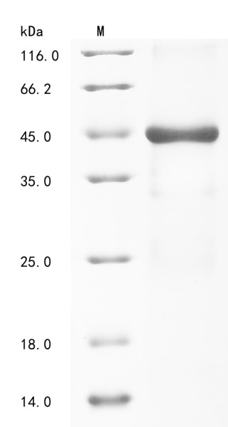 Group 10 secretory phospholipase A2 (PLA2G10), human, recombinant