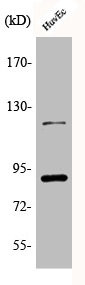 Anti-Phospho-PGR (S190)