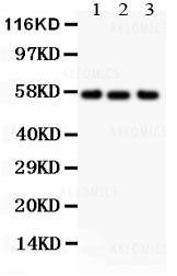 Anti-Alkaline Phosphatase