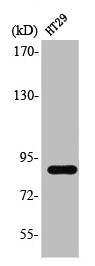 Anti-STAT3