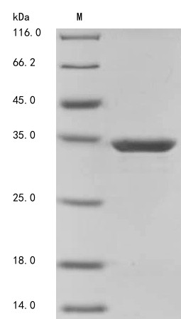 GTP-binding nuclear protein GSP1/CNR1 (GSP1), Saccharomyces cerevisiae, recombinant