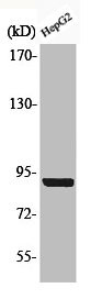 Anti-Phospho-CANX (S583)