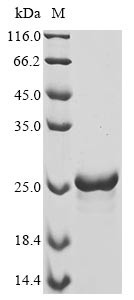 Interferon gamma (IFNG), goat, recombinant