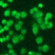 Anti-dimethyl-Histone H3 (Arg8) (asymmetric)