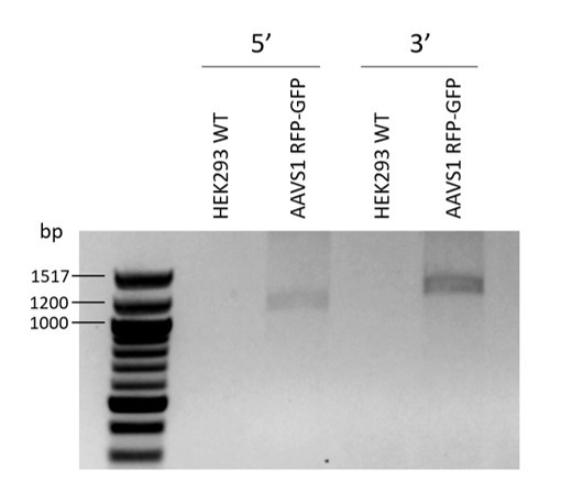 RFP/GFP Safe-Harbor HEK293 Cell Line